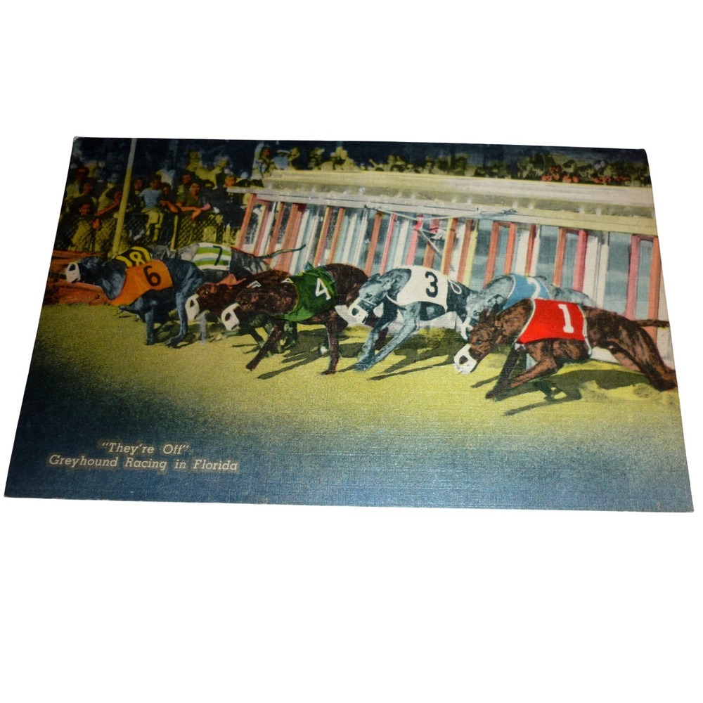 Vintage Greyhound Racing Florida Linen Postcard They're Off Curt Teich 229 F‎